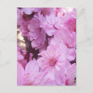 Carte Postale Fleurs roses