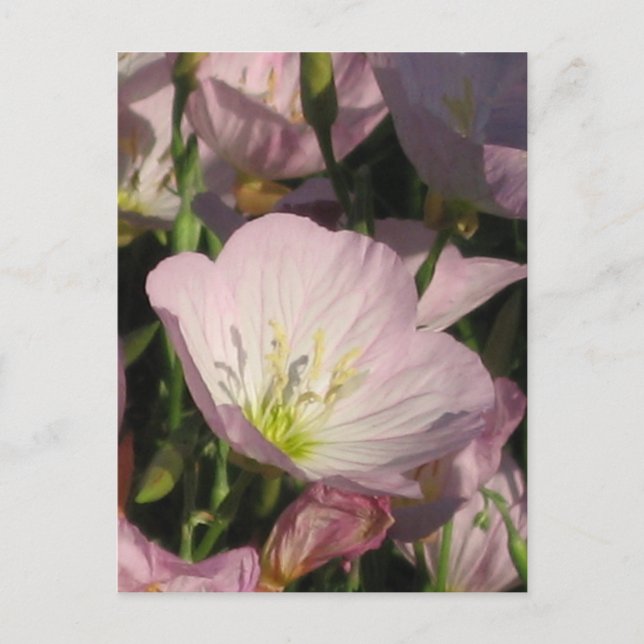 Carte postale Fleurs roses (Devant)