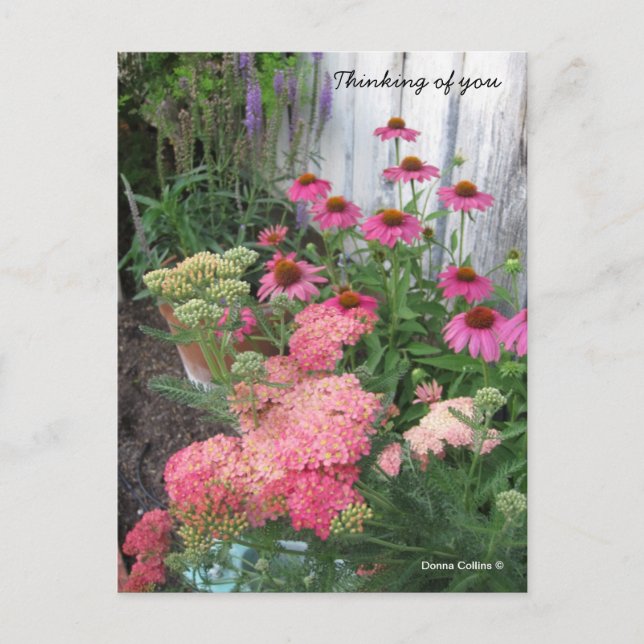 Carte Postale Fleurs roses (Devant)