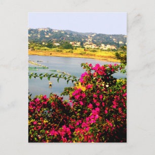 Carte Postale Fleurs roses