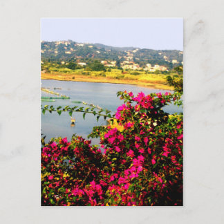 Carte Postale Fleurs roses
