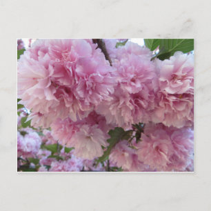 Carte Postale Fleurs roses