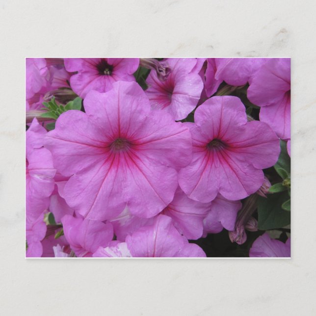 Carte Postale Fleurs roses (Devant)