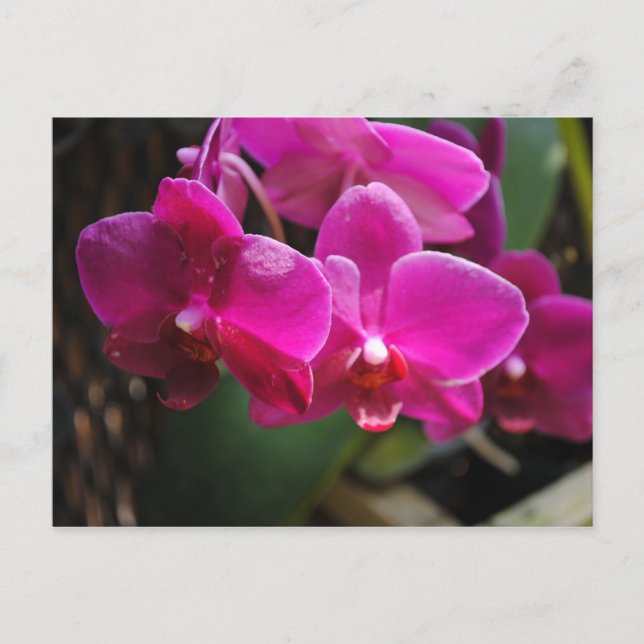 Carte Postale Fleurs roses (Devant)