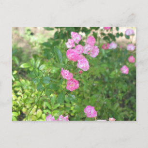 Carte Postale fleurs roses