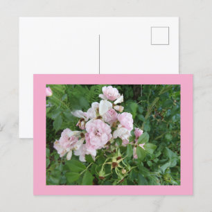 Carte postale Fleurs Roses