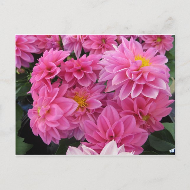 Carte Postale Fleurs roses (Devant)