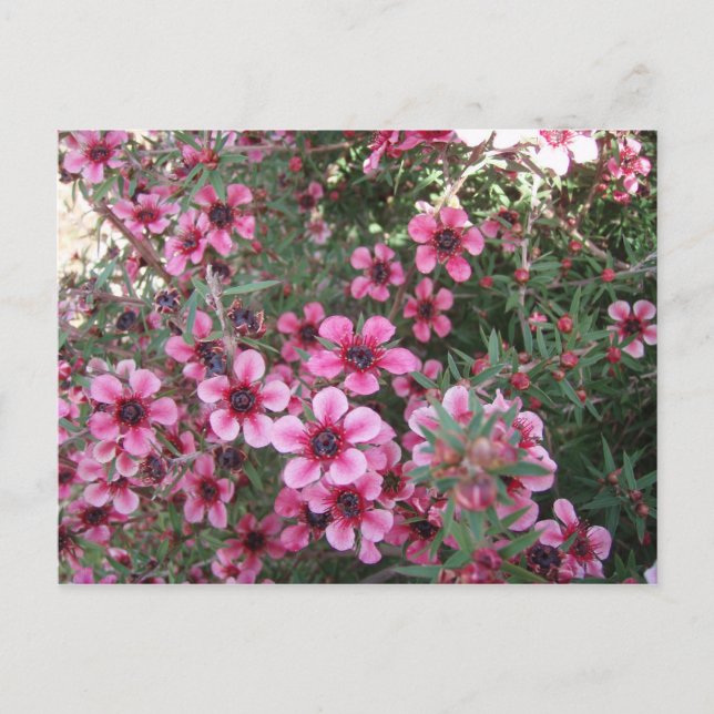 Carte Postale Fleurs roses (Devant)