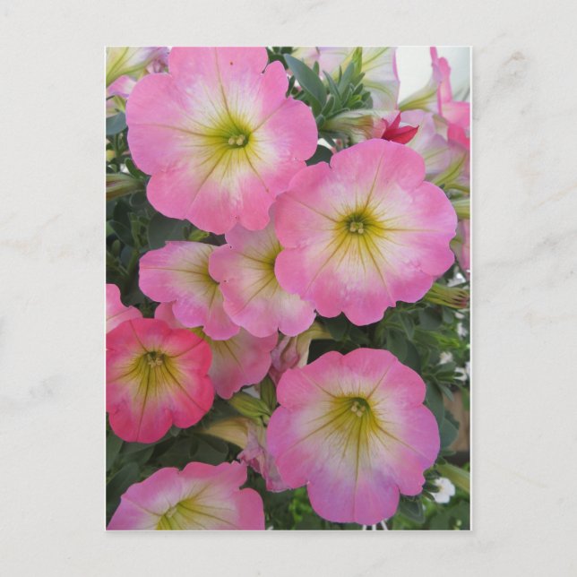 Carte Postale Fleurs roses (Devant)
