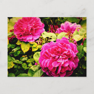 Carte Postale Fleurs roses à Kew Gardens Photo