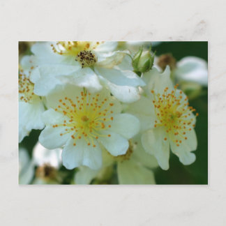Carte Postale Fleurs Roses blanches et blanches sauvages