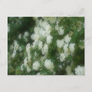 Carte Postale Fleurs Roses blanches et blanches sauvages