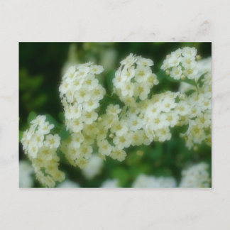 Carte Postale Fleurs Roses blanches rougeoyantes douces