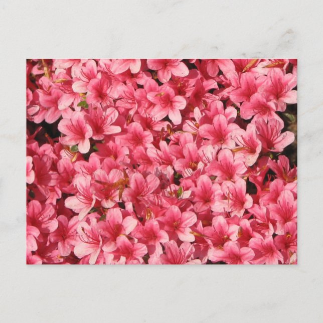 Carte Postale Fleurs roses brillantes (Devant)