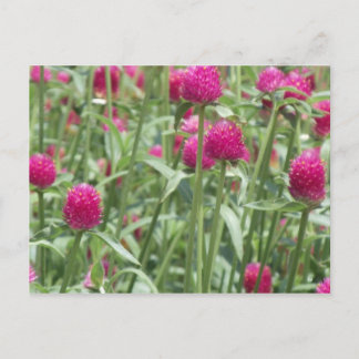 Carte Postale Fleurs roses chaudes