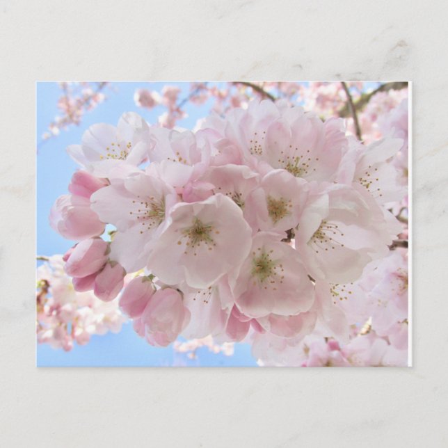 Carte Postale Fleurs roses Ciel Bleu. (Devant)
