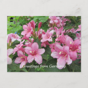 Carte Postale Fleurs roses d'Allemagne