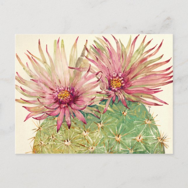 Carte Postale Fleurs roses de cactus (Devant)