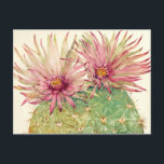 Carte Postale Fleurs roses de cactus<br><div class="desc">Cactus Pink Blossoms Artiste : Tim OToole</div>