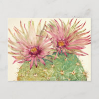 Fleurs roses de cactus