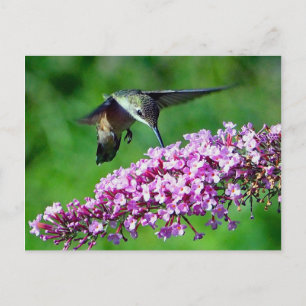 Carte Postale Fleurs roses de colibri Photo Faune