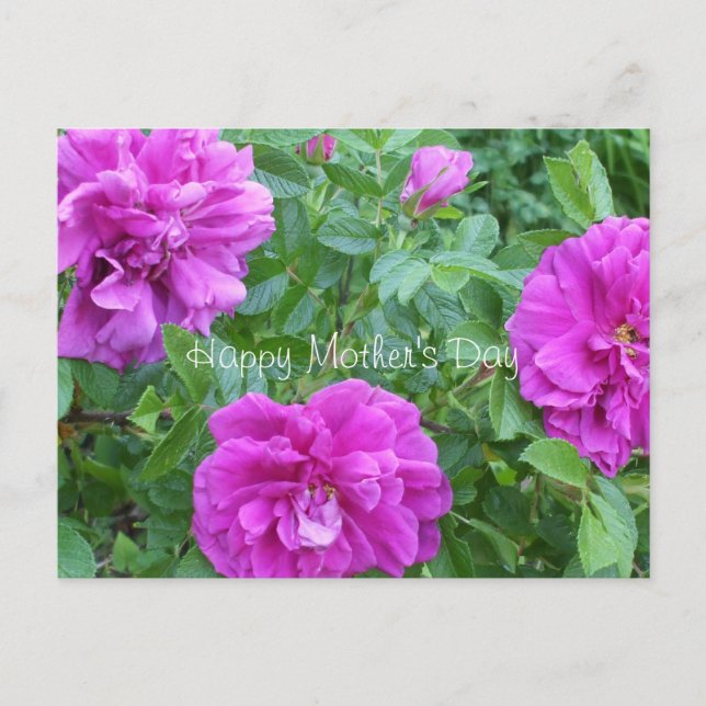 Carte Postale Fleurs roses de la fête des mères (Devant)