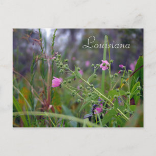 Carte Postale Fleurs roses de Louisiane
