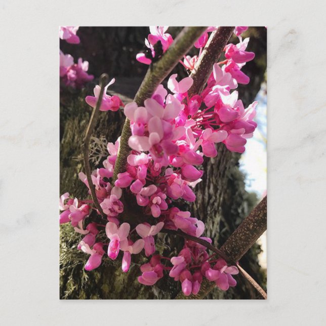 Carte Postale Fleurs roses de printemps (Devant)