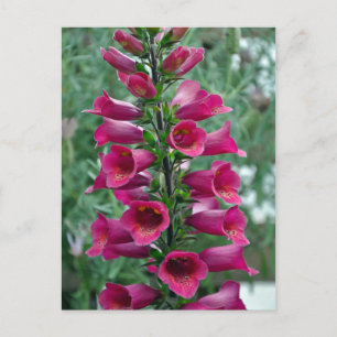 Carte Postale Fleurs roses de renard