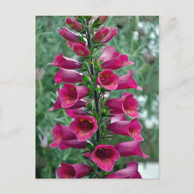 Carte Postale Fleurs roses de renard (Devant)