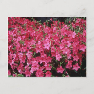 Carte Postale Fleurs roses de tabac (Nicotiana Alata)