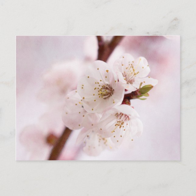 Carte Postale Fleurs roses du printemps (Devant)