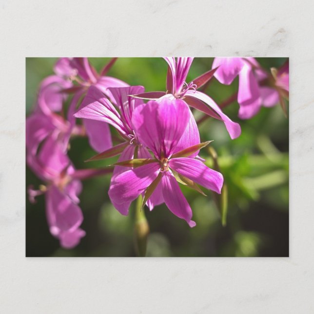 Carte Postale Fleurs roses d'un géranium à feuilles de lierre (Devant)