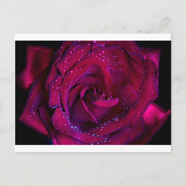 Carte Postale fleurs roses fleur gouttelettes d'eau rouge date d (Devant)