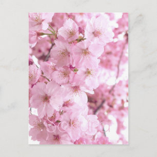 Carte Postale Fleurs roses Fleurs de cerisier japonais