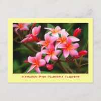 Fleurs roses hawaïennes de Plumeria, Maui