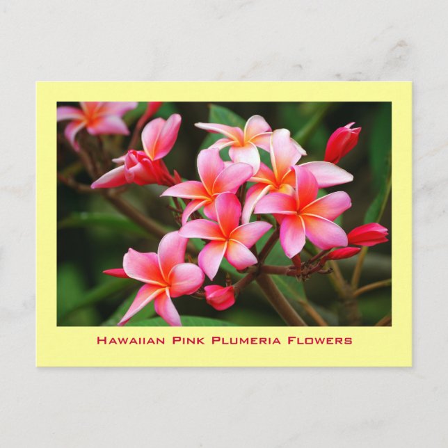 Carte Postale Fleurs roses hawaïennes de Plumeria, Maui (Devant)