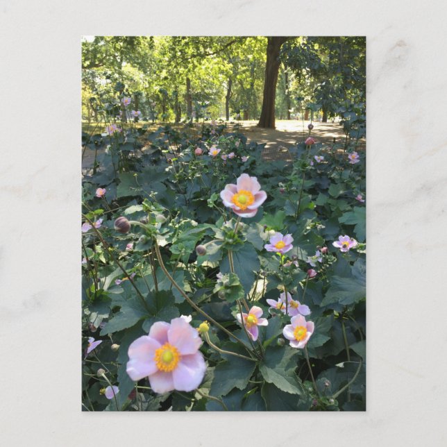 Carte Postale Fleurs roses jolies Central Park NYC Photo Printem (Devant)