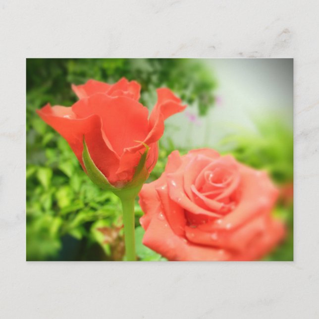 Carte Postale Fleurs Roses romantiques (Devant)