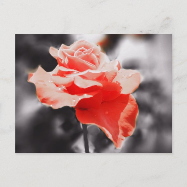 Carte Postale Fleurs Roses romantiques #3 (Devant)