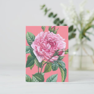 Carte Postale Fleurs roses roses avec Feuilles verts