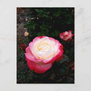 Carte Postale Fleurs roses, Roses blanches rouges roses