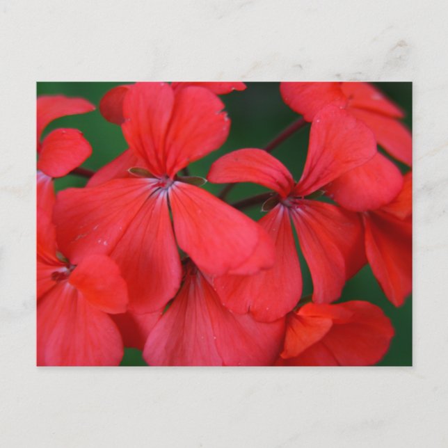Carte Postale fleurs rouges (Devant)