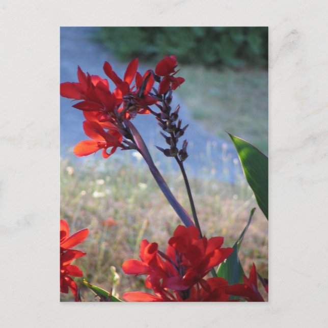 Carte Postale Fleurs rouges (Devant)