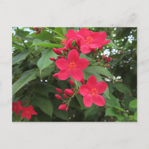 Carte Postale Fleurs rouges de Jatropha