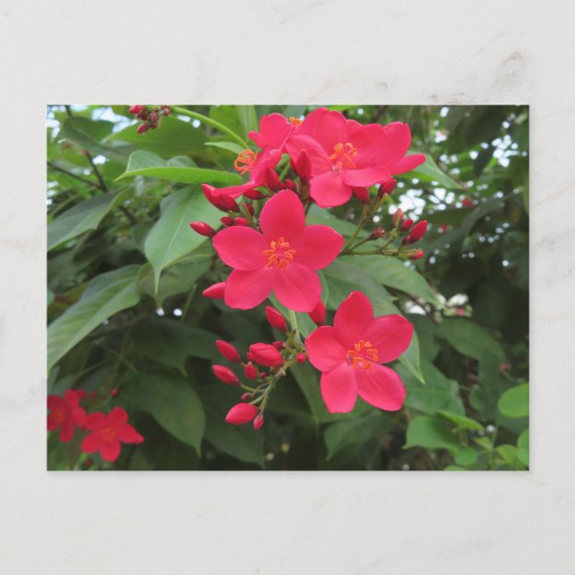 Carte Postale Fleurs rouges de Jatropha (Devant)