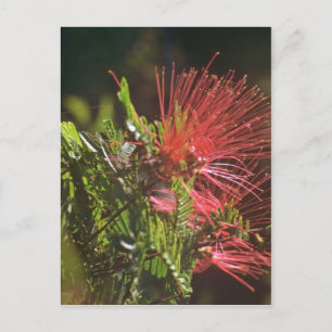 Carte Postale Fleurs rouges fibred