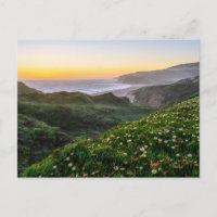 Fleurs | Santa Cruz Californie