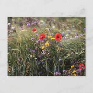 Carte Postale Fleurs sauvages