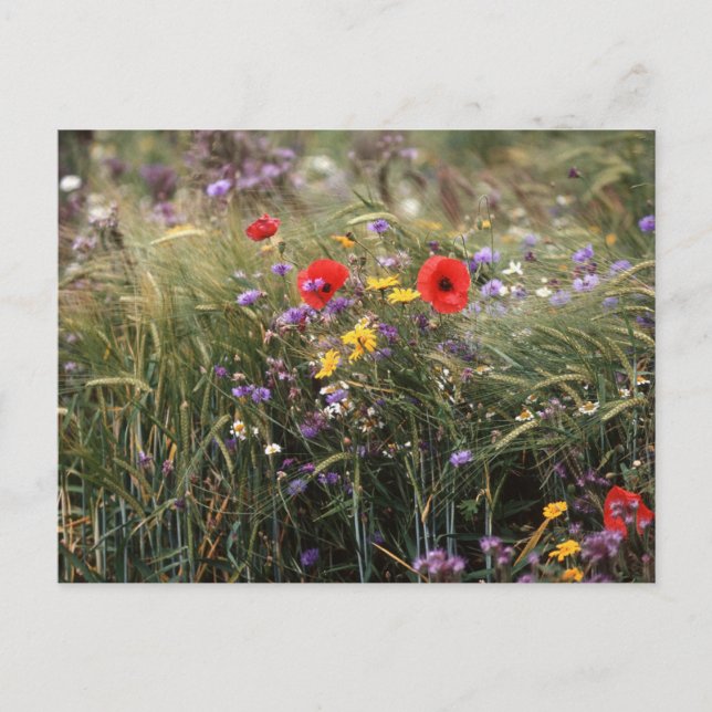 Carte Postale Fleurs sauvages (Devant)